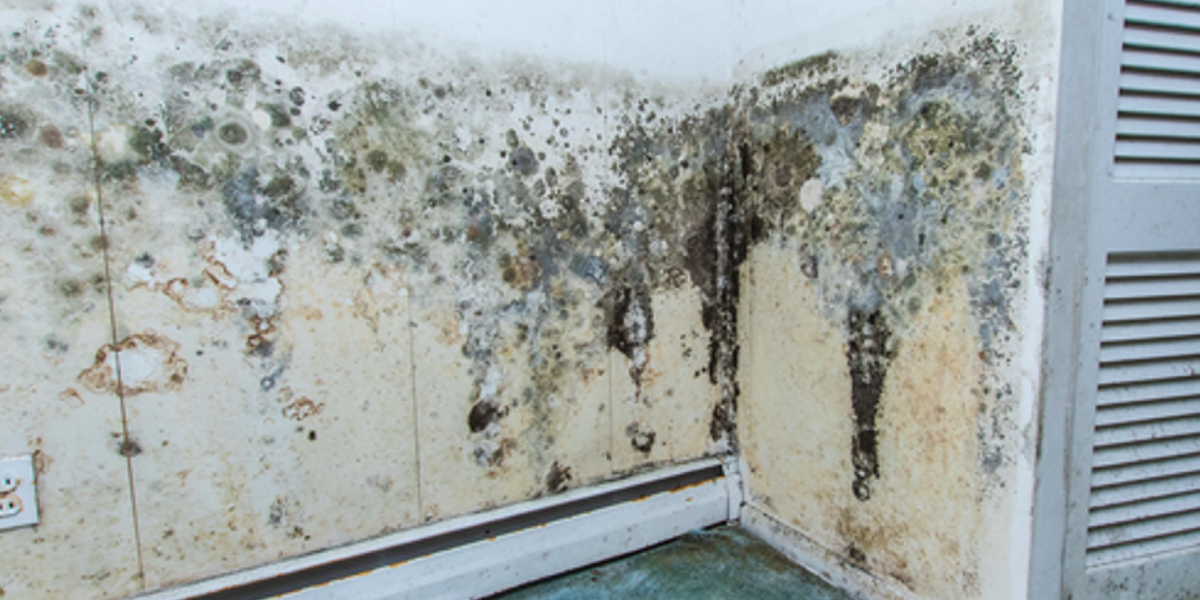 What is Mold