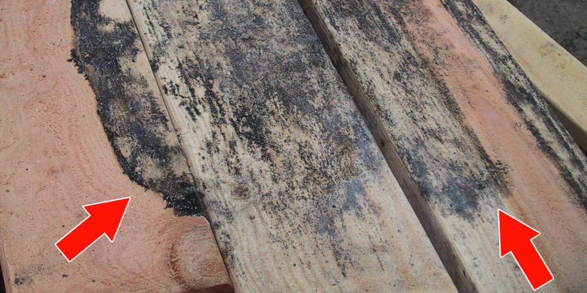 Signs of Water-Damaged Wood 
