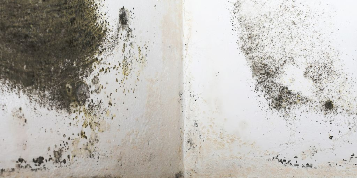 Black Mold Symptoms in Your Home