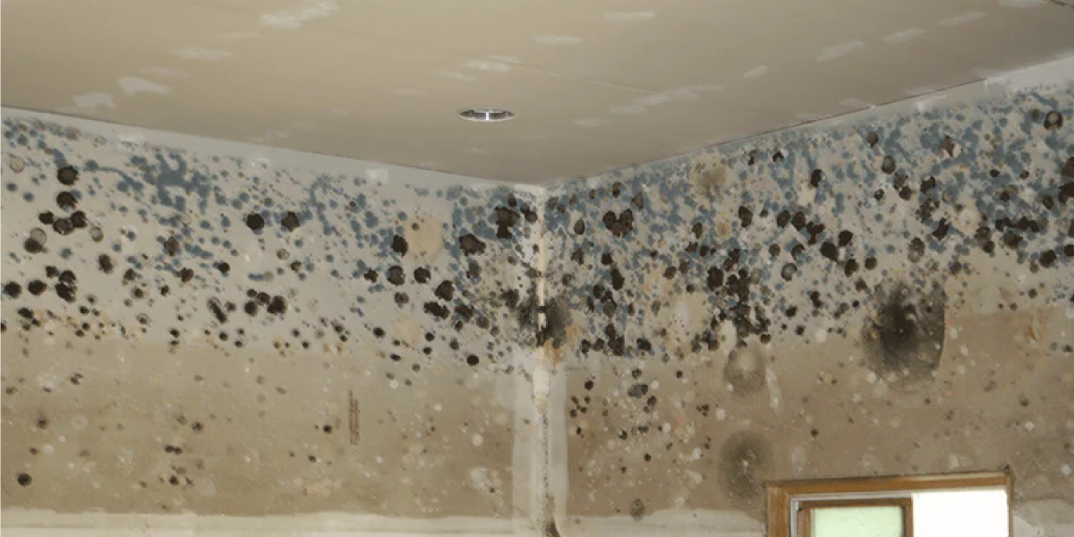 What Does the EPA Say About Mold What Does the EPA Say About Mold