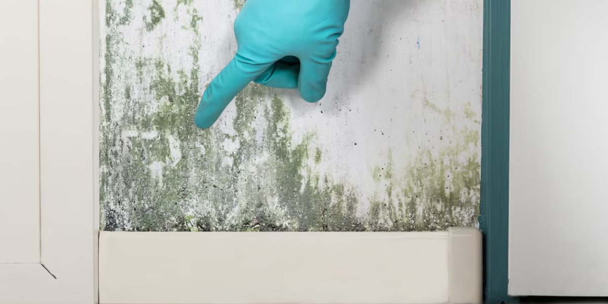 What is Mold and Why Should You Worry What is Mold and Why Should You Worry