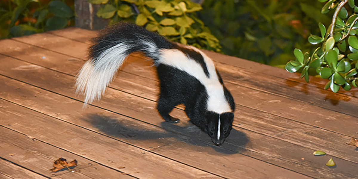 First Why are Skunks Even Here Why are Skunks Even Here