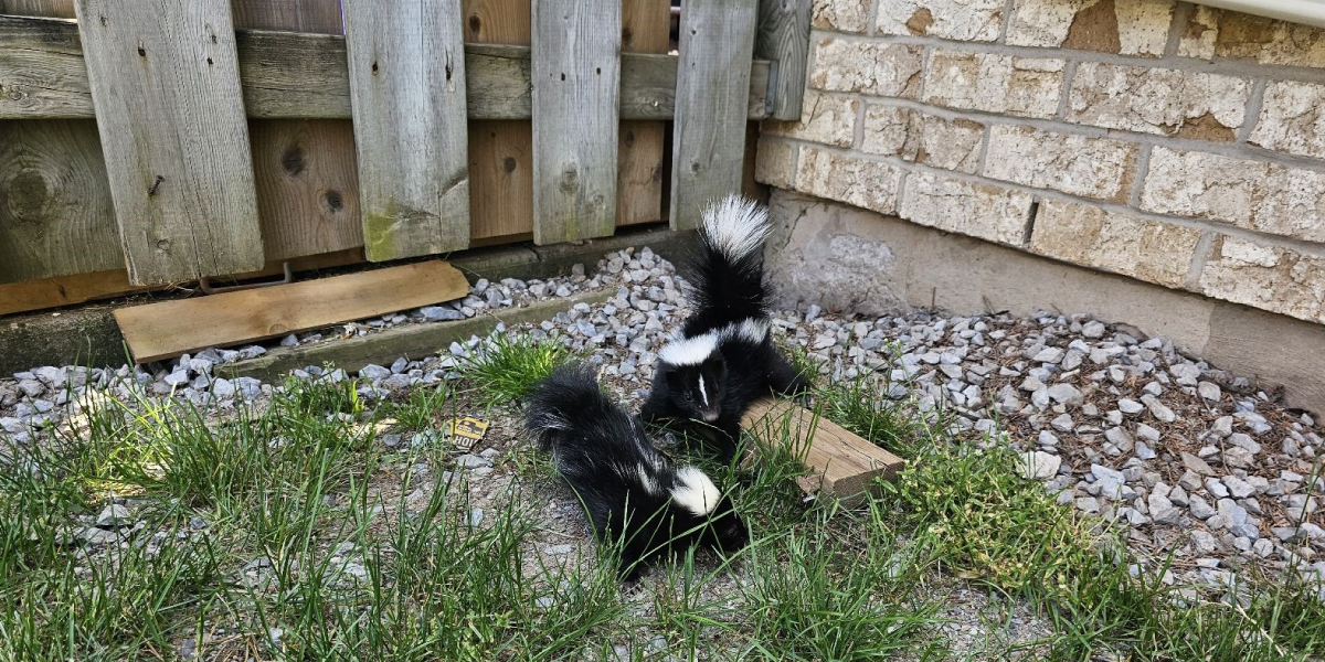 If You Find One in Your House. Stay Calm If You Find One in Your House