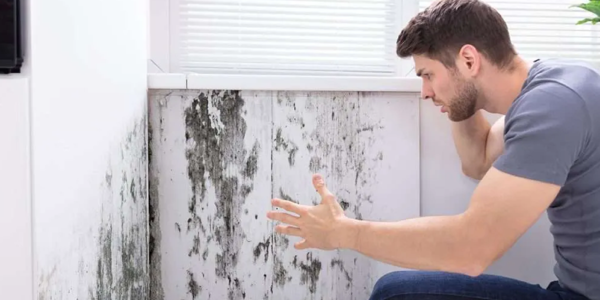 Step by Step How to Get Rid of Musty Smell in the Basement How to Get Rid of Musty Smell in the Basement