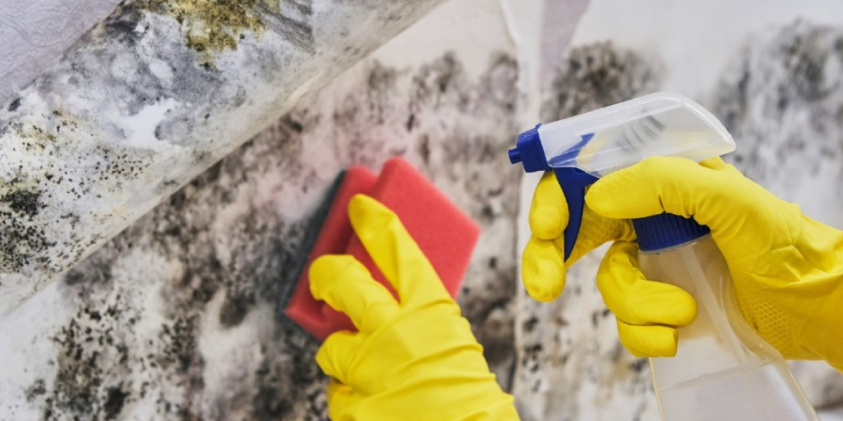 How to prevent mold from coming back How to prevent mold from coming back