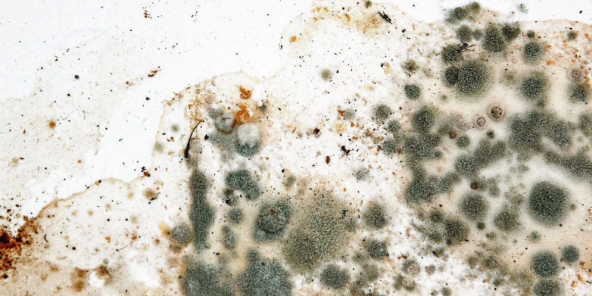 Mold exposure symptoms in adults 